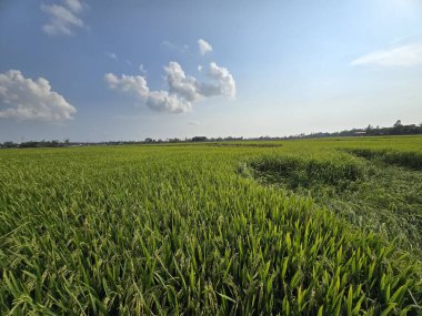 Güneş ışığı altında yemyeşil çeltik tarlaları, tarımsal güzellikleri gözler önüne seren açık mavi gökyüzünün altında geniş yeşil pirinç tarlaları, güneş altında yemyeşil çeltik tarlaları, tarımsal güzellikleri gözler önüne seren