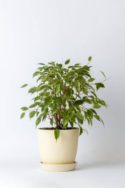 Masanın üzerinde beyaz bir arka plan var. Yuvarlak, yumuşak, sarı bir kap. Çalı ağaçlı, yeşil, bitkisel, oksijen salınımlı bir saksı.