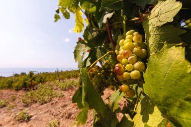 a grape grove in Italy European wine making large bunches of white grapes production of dry white wine sun rays on bunches of grapes autumn fruit harvest soil farm plantations clipart