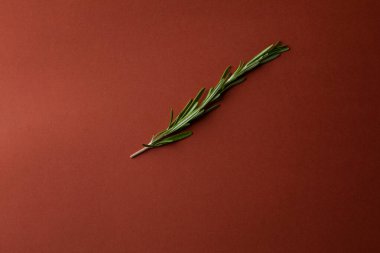 Koyu kırmızı arka planda bulunan bir nesnenin yakın plan fotoğrafı salata ve et haute mutfağı profesyonel pişirme için taze biberiye aromalı bir dal yatar.