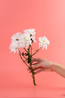 Yumuşak pembe arka planda yakın plan kadın elleri beyaz kasımpatı bahar çiçekli bayanların bayramında 8 Mart 'ta kır çiçeklerini tutuyor.