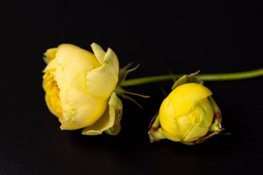 Siyah bir arka planda iki sarı şakayık gülü uzanır kısa bir sapta açılmamış bir tomurcuk yapraksız bir sürü çiçek.