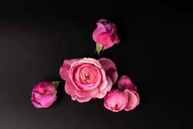 Siyah arka planda dört tane pembe şakayık tomurcuğu uzanır. Yapraksız çiçek yapraksız gül fuşya rengi yapraklı parti.