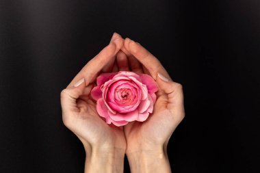 Bir kadın palmiyesinin siyah arka planında pembe bir şakayık gülü uzanır. Bir sürü yapraksız çiçek yapraksız gül fuşya çiçeği.