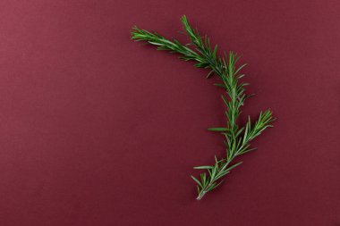 Taze ve canlı bir biberiye filizi zengin bir bordo arka planda güzelce düzenlenmiştir. Mutfak gösterileri ve sanatsal projeler için çarpıcı bir karşıtlık yaratır..