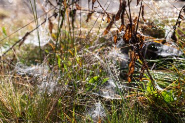 This image captures a detailed view of a delicate spider web adorned with sparkling dewdrops, surrounded by vibrant green grass and dry brown leaves on a sunny morning. clipart