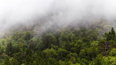 Bu resim sisle kaplı, canlı yeşil ağaçlar ve yeşillikler sergilenen sakin bir orman sahnesini yakalar ve hem sakin hem de doğa aşıkları için davetkar mistik bir atmosfer yaratır..