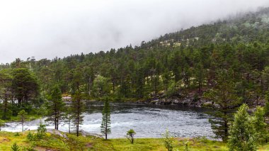 Puslu dağlarla çevrili yemyeşil çam ağaçlarıyla çevrili sakin bir nehrin büyüleyici manzarası. Huzurlu ortam, el değmemiş vahşi doğanın ve huzurlu manzaraların güzelliğini temsil ediyor..