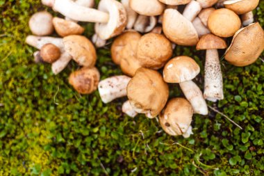 Bu resimde canlı bir taze mantar koleksiyonu sergileniyor yemyeşil yosun ve yonca üzerine saçılmış. Doğa aşıkları, aşçılar ve yiyecek arayan maceracılar için idealdir..