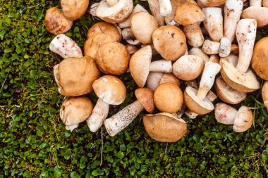 Bu resimde çeşitli şekillerde ve boyutlarda taze mantarlar gösteriliyor, canlı yeşil yosunlara karşı sergileniyor, cömertlik ve mevsimsel hasat vurgulanıyor..