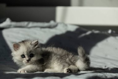 Bu büyüleyici gri ve beyaz kedi yavrusu, büyüleyici büyük gözleriyle kameraya bakarken, güneşlenerek, açık mavi yatak üzerinde rahatça uzanır..