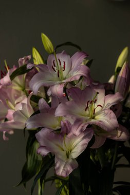 Zarif taç yapraklarını ve karmaşık detaylarını gözler önüne seren büyüleyici pembe zambaklar güzelliklerini ve zarafetlerini vurgulamak için karanlık bir arka plana kurulmuş doğa aşıkları için idealdir..