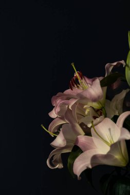 Bu resim, zarif bir şekilde koyu bir arkaplan üzerine dizilmiş yumuşak pembe zambak kümesini gösteriyor, narin taç yapraklarını ve doğal güzelliğin zengin renklerini vurguluyor..