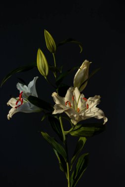 Beyaz zambakların sanatsal tasviri, koyu bir arkaplan üzerinde ince ipuçları taşıyan, narin taç yapraklarını vurgulayan ve zarif, doğal bir ortamda karmaşık detaylar veren,.