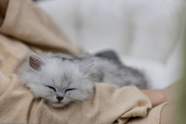 Yumuşak, açık gri bir kedi yavrusu bir insan kolunda dinlenirken rahat bir şekilde uyuyor, sakin bir ortamda sükunet ve şirinliği somutlaştırıyor, kedi severler ve ilham perileri için mükemmel..