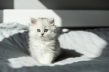 Bu hoş pofuduk kedi yavrusu mavi-gri gözleri ve yumuşak bir paltoyu vurarak, neşeli bir şekilde etrafı keşfederken yumuşak güneş ışığının tadını çıkarıyor ve iç açıcı bir sahne yaratıyor..