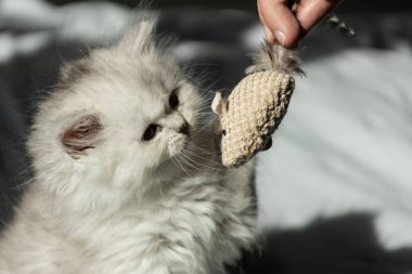 Tüylü beyaz bir kedi yavrusu, bir insanın tuttuğu sevimli örgü bir oyuncak fareye dikkatle bakıyor. Bu keyifli etkileşim, evcil bir hayvanın günlük yaşamının neşesini ve neşesini vurgular..