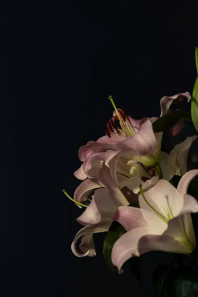 Bu resim, zarif bir şekilde koyu bir arkaplan üzerine dizilmiş yumuşak pembe zambak kümesini gösteriyor, narin taç yapraklarını ve doğal güzelliğin zengin renklerini vurguluyor..