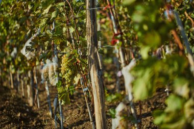 Bu canlı üzüm bağı sahnesinde, taze yeşil sarmaşıklar olgunlaşmış üzüm kümeleriyle dolu, şarap yapımında kullanılan üzüm yetiştirmek için mükemmel bir kırsal manzara sergiliyorlar..