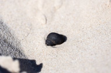 Bu resim, yumuşak kuma gömülü ıssız siyah bir deniz kabuğu yakalar. Plaj manzaralarının sakinliğini ve güzelliğini ön plana çıkarırken okyanus yaşamına da yansıtır..