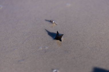 Bu görüntü kumlu zeminde dinlenen eşsiz bir deniz yaratığını görüntülüyor. Dokusunda ve çevresinde ince detaylar var. Kıyı ortamlarında sanatsal özellikler sergiliyor..