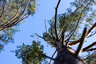 Görüntü, güneş ışığıyla aydınlanan muhteşem bir çam ağacını gösteriyor. Dallar canlı mavi gökyüzüne uzanıyor ve doğanın huzur dolu özünü kapsıyor..