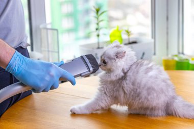 Renkli kapalı bir ortamda, tüylü bir kedi yavrusu bir kişinin tuttuğu bir tımar aracıyla yakın etkileşime girer ve evcil hayvan bakımı deneyimlerinin eğlencesini ve bakımını vurgular..