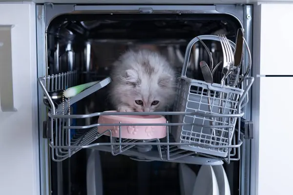 Hafif kürklü tüylü bir kedi, etrafını bir bulaşık makinesinin içinden araştırıyor. Pembe bir evcil hayvan kasesinin yanına kurulmuş ve çatal ve kaşıklarla çevrili. İlginç davranışlarını sergiliyor..