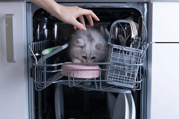 Kabarık tüylü bir kedi yavrusu açık bir bulaşık makinesini dikizler ve ilginç bir şekilde etrafını inceler. Görüntü, ev ortamındaki kedilerin tuhaf doğasını gösteren tuhaf bir anı yakalıyor..