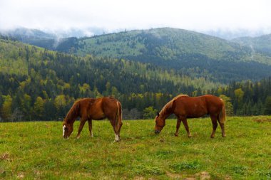 Bu dingin manzarada, iki güzel atın canlı yeşil bir çayırda huzur içinde otladığı görülüyor. Arkaplanda, bulutlu bir gökyüzünün altında verimli, yuvarlanan tepeler ve sık bir orman yer alıyor..