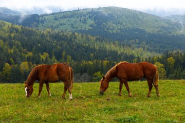 Bu görüntü iki kahverengi atı canlı yeşil çimenlerde otlarken yakalar, yemyeşil tepeler ve uzak sisli dağlarla çevrili, sakin kırsal bir manzara sunar..