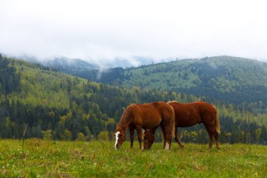 Bu dingin manzarada, iki kahverengi atın sakin bir şekilde yemyeşil çimlerde otladığı görülür, sisli dağlar ve yoğun ormanlarla çevrelenmiş, huzurlu doğal ortamlarda..