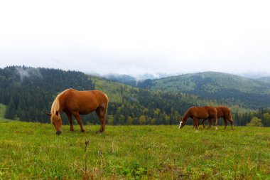 Bu güzel görüntü, canlı yeşil bir çayırda huzur içinde otlayan üç atı, dalgalı tepeler ve puslu dağları, doğa meraklıları için resim gibi kırsal bir zemin sağlıyor..