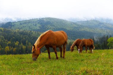 Bu huzurlu görüntüde iki güzel at yeşil çimlerle besleniyor, sersemletici tepe ve dağların bir zeminine kurulmuş, hayvanlar ve doğanın barışçıl birlikteliğini gösteriyor..