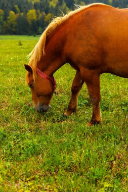 Bu görüntü, canlı yeşil çimenlerde huzur içinde otlayan ve doğal yeşillik ve sonbahar renklerinde ağaçlara karşı güzelliğini sergileyen çarpıcı kahverengi bir atı yakalar..