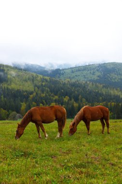 İki kahverengi at, dalgalı dağlar ve bulutlu gökyüzü tarafından çerçevelenmiş canlı yeşil bir çayırda huzur içinde otluyor. Doğanın ve sükunetin güzelliğini sergiliyorlar..