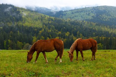 Bu görüntüde iki güzel kahverengi at canlı yeşil bir çayırda huzur içinde otluyor, çarpıcı bir zemin üzerinde kurulu yüksek dağlar ve bulutlu gökyüzü..