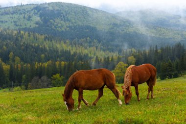 Bu manzarada iki kahverengi at geniş bir pastoral arazide yemyeşil çimlerin tadını çıkarıyor, çarpıcı dağlara ve karamsar bulutlu gökyüzüne karşı kurulmuş..