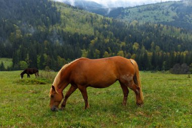 Bu huzurlu görüntüde, iki at, görkemli dağlar ve el değmemiş mavi gökyüzü tarafından çerçevelenmiş yeşil otlaklarda huzur içinde otluyor, doğanın güzelliğini ve sükunetini sergiliyor..