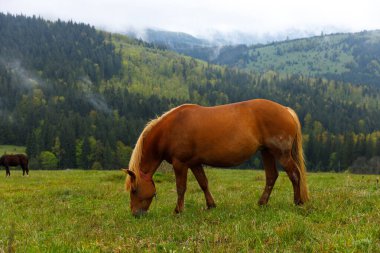 Görüntü, heybetli dağların çerçevelediği canlı yeşil bir tarlada otlayan sakin kahverengi bir at ve yumuşak sis ve yeşilliklerin dokunduğu huzurlu bir manzara yakalıyor..