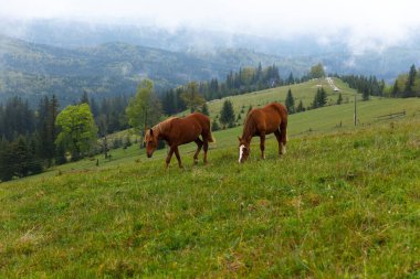 İki görkemli kahverengi at, bulutlu bir gökyüzünün altında ağaçlar ve yamaçlarla süslenmiş sisli bir dağ manzarasının ortasında canlı yeşil çimenlerde huzur içinde otluyor..
