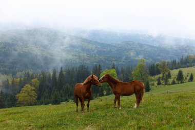 Bu çarpıcı görüntü, çevresi sisli dağlar ve canlı ağaçlarla çevrili yeşil bir çayırda zarif bir şekilde duran iki kahverengi atı yakalar ve doğada sakin bir atmosfer oluşturur..