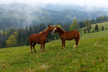 İki atın canlı yeşil bir çayırda çarpıcı bir dağ zeminiyle sevgiyle etkileşime girdiği güzel bir sahne manzaranın barışçıl kırsal cazibesini artırıyor..