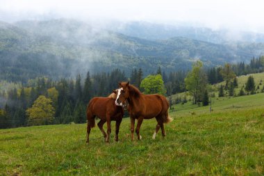 Bu çarpıcı görüntü, iki güzel atın bulutlu bir gökyüzü altında, sisli dağların ve yemyeşil ormanların manzaralı zemininde, yemyeşil bir çayırda otladıklarını gösteriyor..