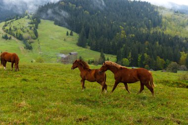 İki çarpıcı kahverengi at canlı yeşil çayırlarda zarifçe geziniyor, yuvarlanan tepeler ve sık ağaçlarla çerçevelenmiş manzaranın ortasındaki doğanın güzelliğini sergiliyorlar..