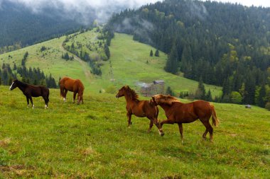 Heybetli dağlarla ve bulutlu gökyüzünün altında yükselen çam ağaçlarıyla çevrili canlı yeşil bir çayırda otlayan ve gezinen bir grup atı gösteren sakin bir manzara..