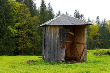 Kısmen açık kapısı olan terk edilmiş bir ahşap kulübe canlı yeşil çimenler ve ağaçların arasında duruyor. Sakin ve kırsal bir orman manzarasında doğanın özünü yakalıyor..