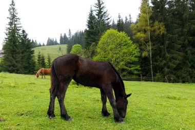 Bu sakin sahnede, kahverengi bir atın uzun çam ağaçları ve gür tepelerle çevrili yeşil çimenlerde otladığı görülüyor. Doğada huzurlu bir kırsal ortamı resmediyor..