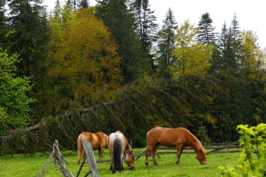 Bu resimde yeşil bir çayırda huzur içinde otlayan üç at, canlı sonbahar yaprakları ve uzun ağaçlarla çevrili, huzurlu ve resimli bir doğal ortam yaratıyor..