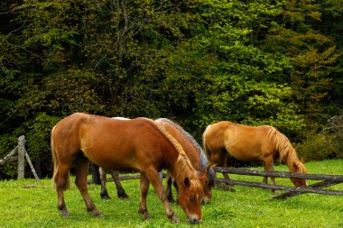 Atların yeşil bir çayırda huzur içinde otladığı sakin bir sahne. Arka plan canlı yeşilliklerle dolu. Açık havanın doğal güzelliğini ve sakin hayvan yaşamını özetliyor..